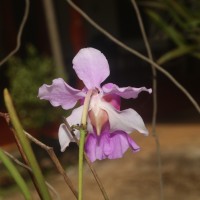 Vanda Miss Jochim